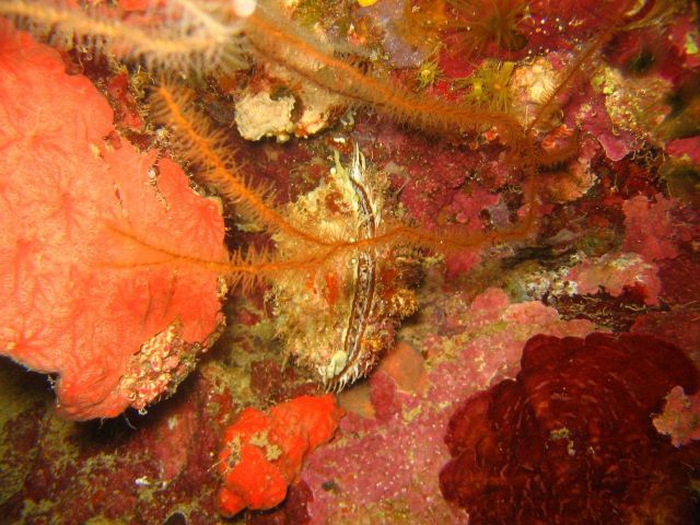 A closed oyster (Spondylus sp.) in the exact center of the image. Picture