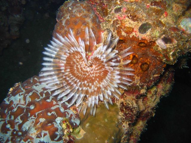 Featherduster worm (Sabellastarte sp.) Picture