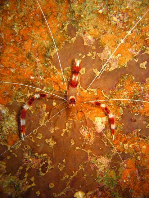 Cleaner shrimp (Stenopus hispidus). Picture