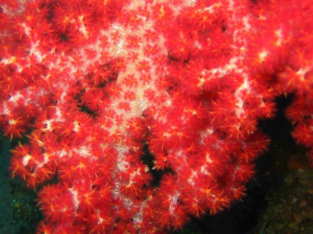 Soft corals (Dendronephthya sp.) Picture
