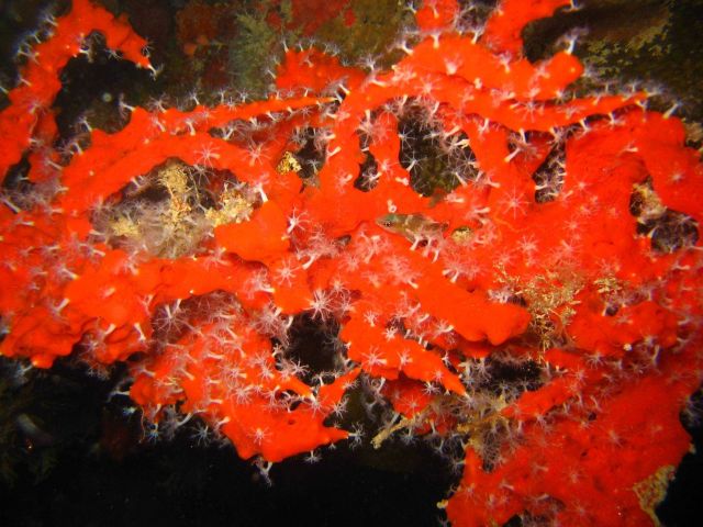 Soft corals. Picture