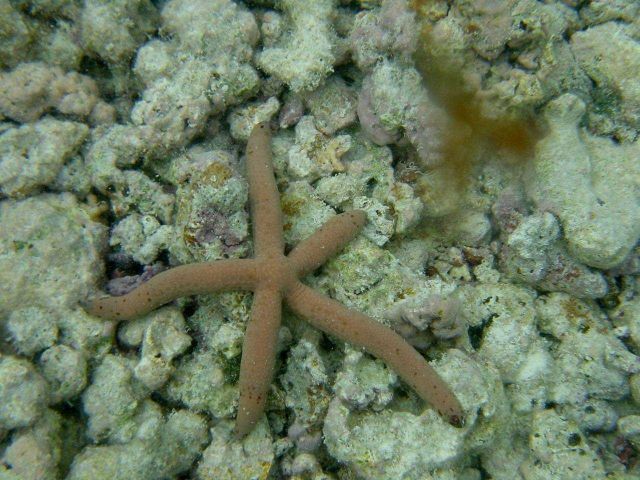 A small brown starfish (Linckia multifora) - a spotted linckia. Picture