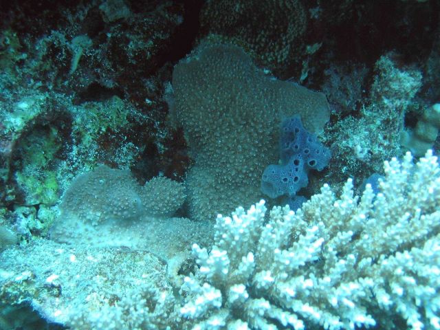 Small blue sponge with unidentified coral. Picture