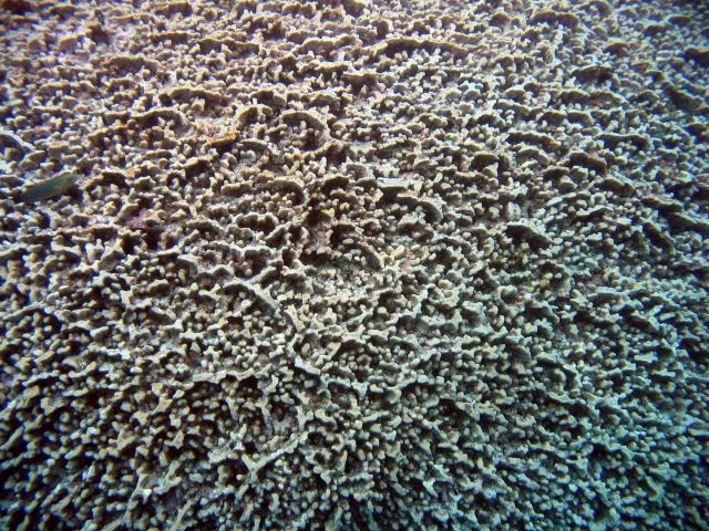 Unidentified coral. Picture