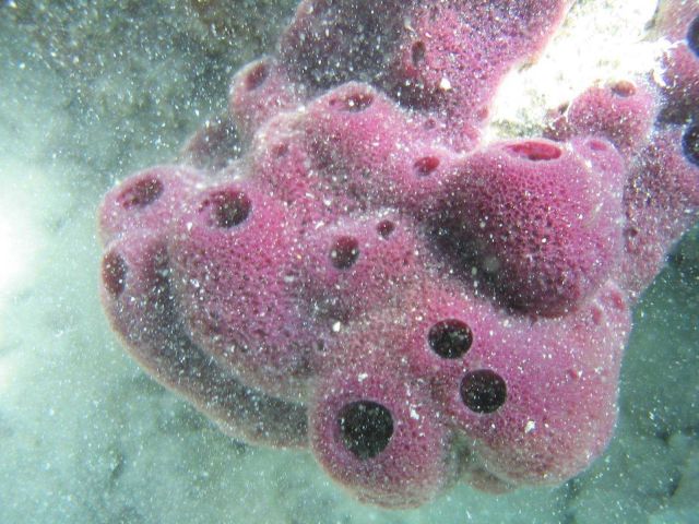 A pink sponge. Picture
