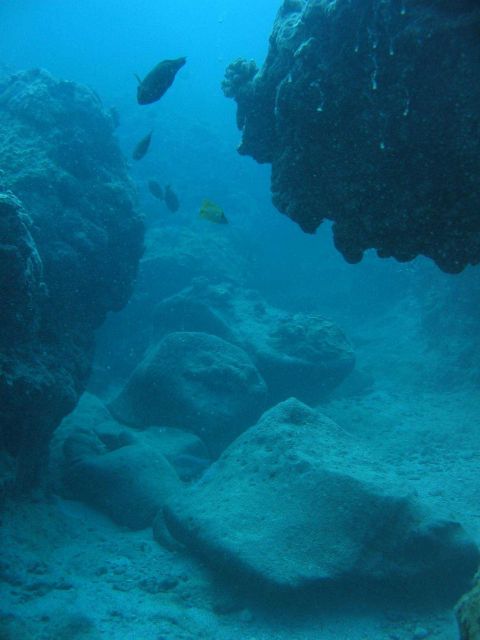 Reef scene. Picture