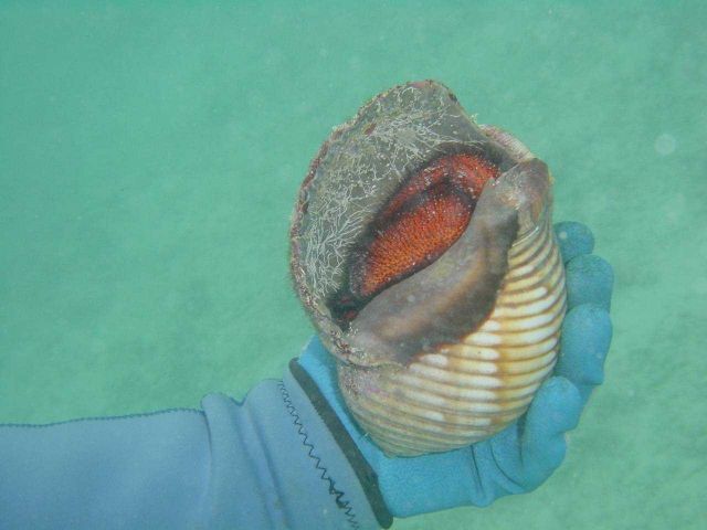 White-spotted hermit crab (Dardanus megistos). Picture