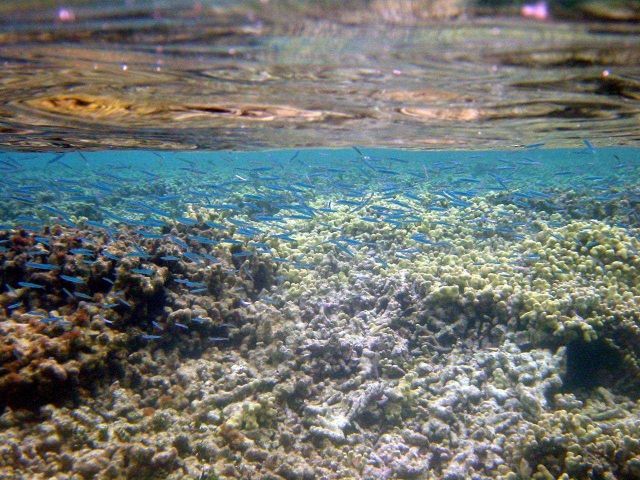 Camera half submerged captures the interface between atmosphere and ocean Picture