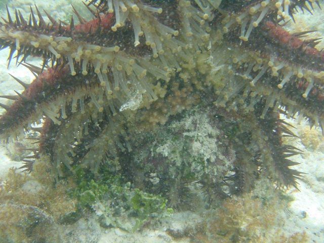 Crown-of-thorns starfish Picture