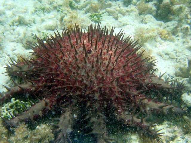 Crown-of-thorns starfish Picture
