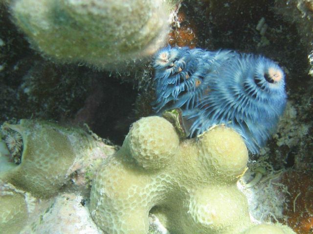 Blue sabellid worm on porites coral. Picture