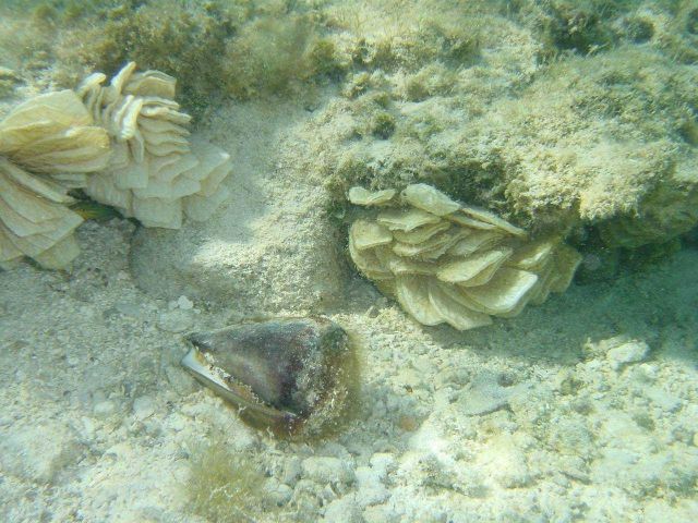 Leopard cone shell (Conus leopardus) with polygonal egg casings. Picture