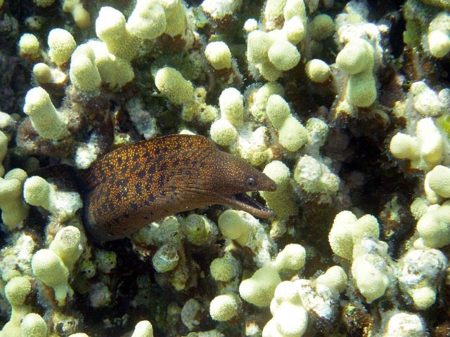 A stout moray eel (Gymnothorax eurostus). Picture