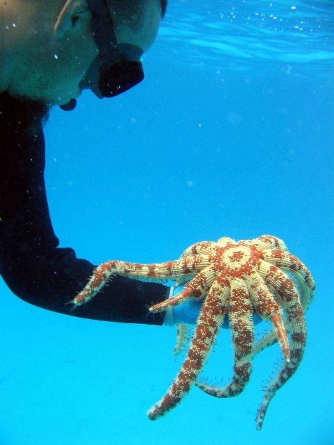 Top of Magnificent Star starfish (Luidia magnifica) - note regenerating legs. Picture