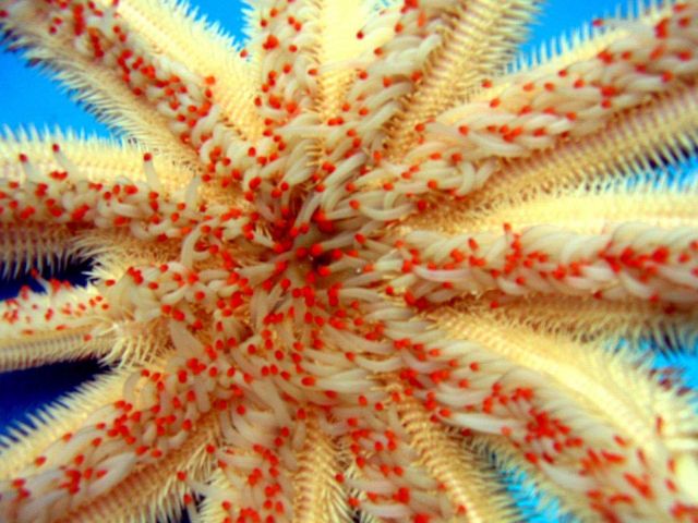 Mouth of Magnificent Star starfish (Luidia magnifica) - note regenerating legs Picture