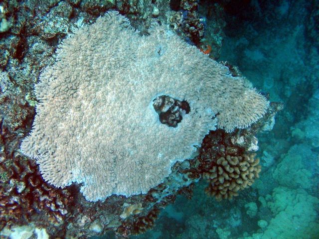 Acropora table coral (Acropora cytherea). Picture