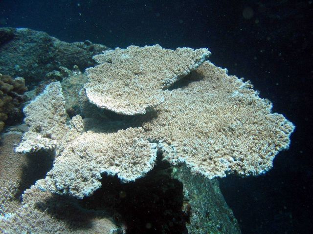Acropora table coral (Acropora cytherea). Picture