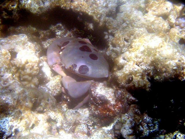 A purple crab, called a seven-eleven crab, (Carpilius maculatus). Picture