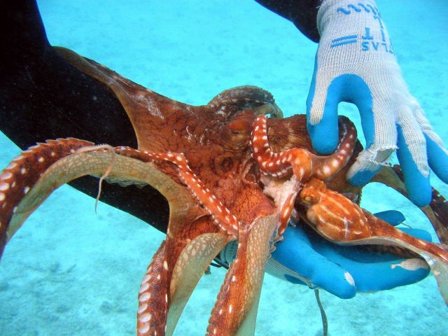 An ornate octopus (Octopus ornatus). Picture