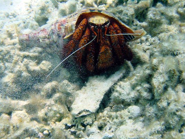 White-spotted hermit crab (Dardanus megistos). Picture