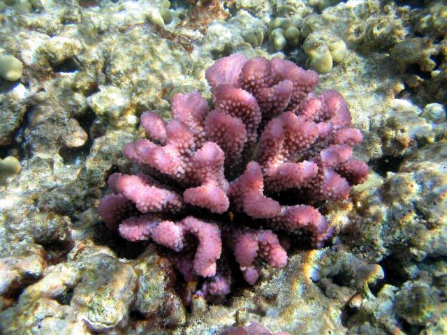 Cauliflower coral (Pocillopora meandrina). Picture