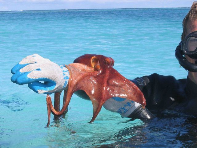 Octopus (Octopus sp.). Picture