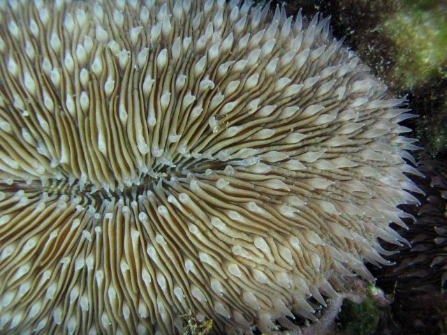 Mushroom coral (Fungia scutaria). Picture