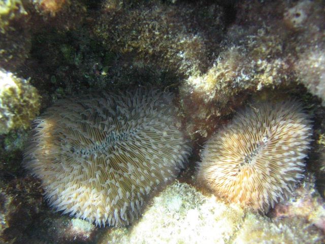 Mushroom corals (Fungia scutaria). Picture