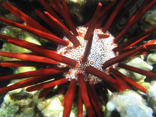 Pencil urchin (Heterocentrotus mammillatus). Picture