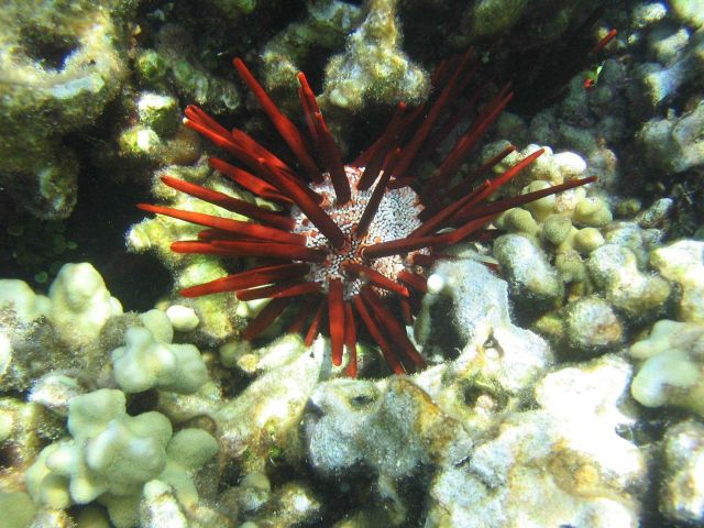Pencil urchin (Heterocentrotus mammillatus). Picture