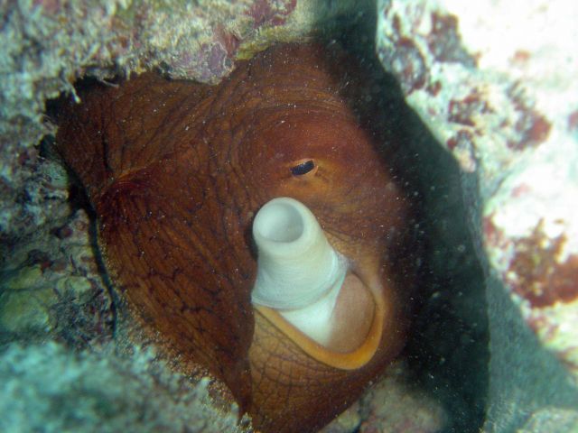 A large red octopus. Picture