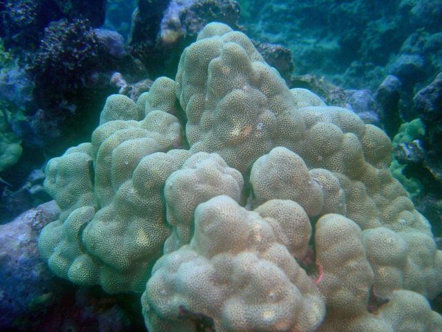 Coral Picture
