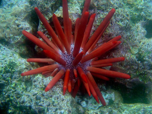 Sea urchin (Heterocentrotus trigonarius) Picture