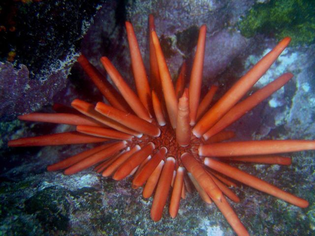 Sea urchin (Heterocentrotus trigonarius) Picture