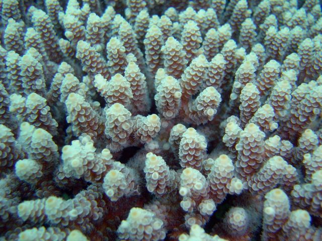 Acropora coral close-up on the Hoya Maru. Picture