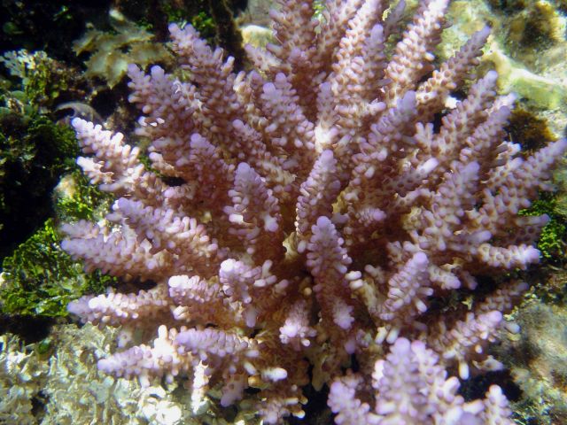 Acropora sp. Picture