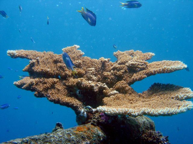 Acropora sp. Picture