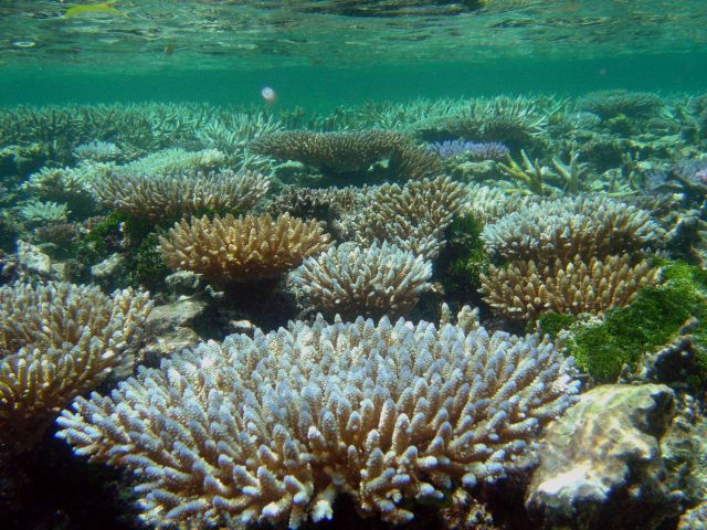 Acropora sp Picture