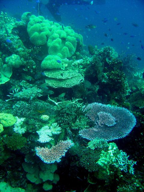Coral growth on the Fujikawa Maru. Picture
