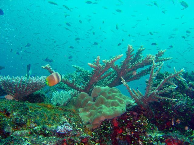 Coral growth on the Fujikawa Maru. Picture
