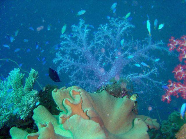 Coral growth on the Fujisan Maru. Picture