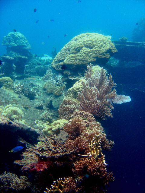Coral growth on the Hino Maru. Picture