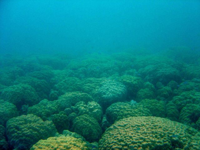 Coral growth on the Hoyo Maru. Picture