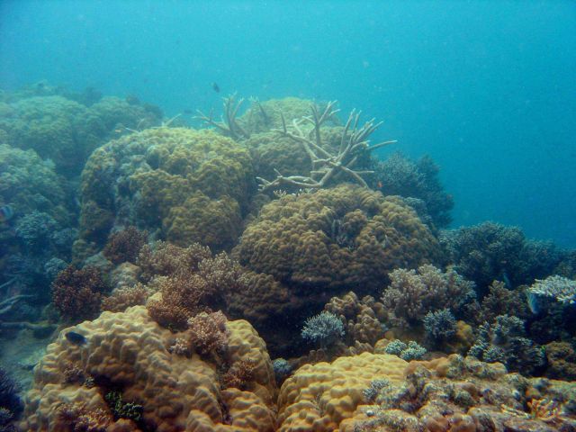 Coral growth on the Hoyo Maru. Picture