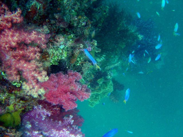 Coral growth on the mast of the Hanakawa Maru. Picture