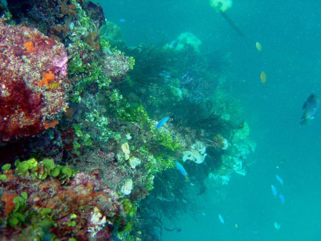 Coral growth on the mast of the Hanakawa Maru. Picture