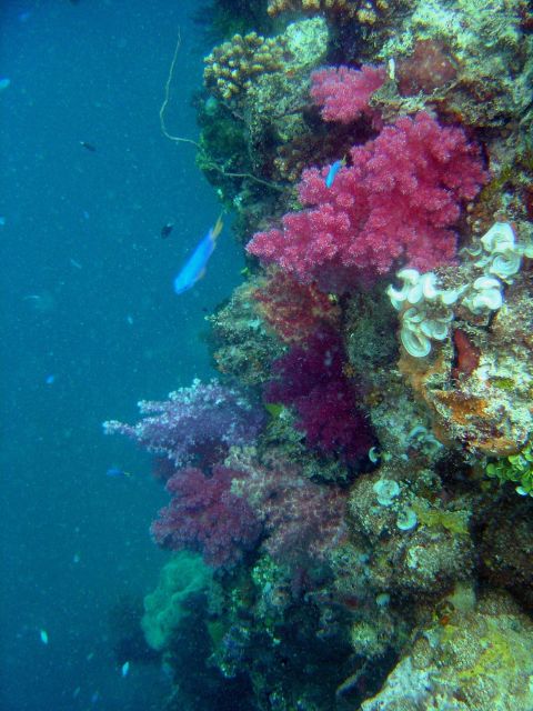 Coral growth on the mast of the Hanakawa Maru. Picture