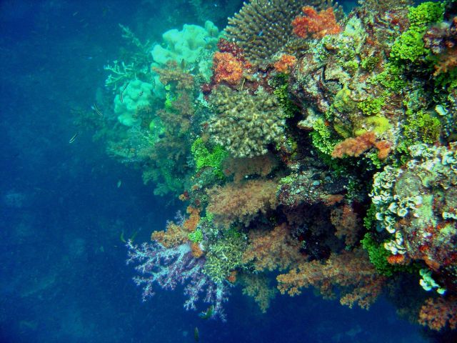 Coral growth on the mast of the Hanakawa Maru. Picture