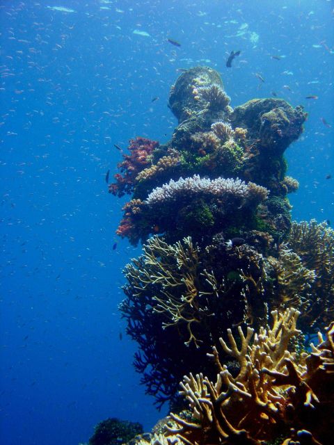 Coral growth on Sankisan Maru. Picture