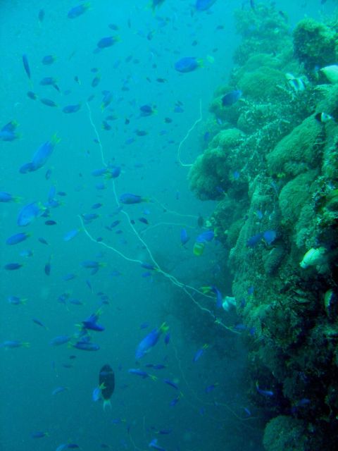 Coral growth on Shinkoku Maru. Picture
